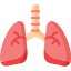 lungs